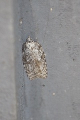 Acleris maximana