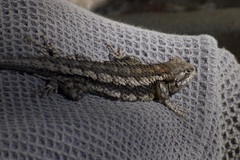 Sceloporus olivaceus