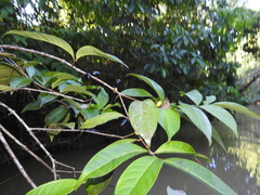 Eugenia latifolia