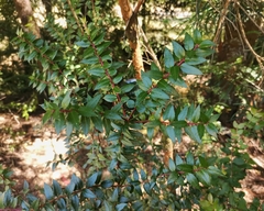 Gaultheria phillyreifolia