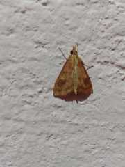 Udea ferrugalis