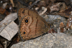 Hermeuptychia harmonia