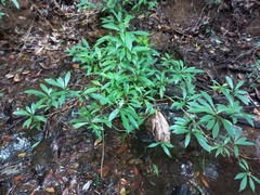 Psychotria zombamontana
