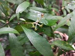 Psychotria zombamontana