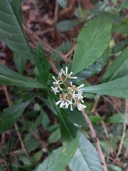 Psychotria zombamontana