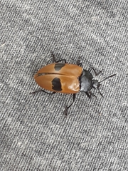 Iphiclus bimaculatus