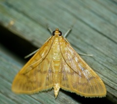 Patania balteata