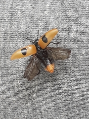 Iphiclus bimaculatus