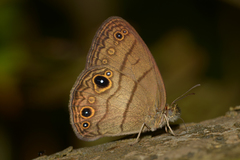 Hermeuptychia harmonia