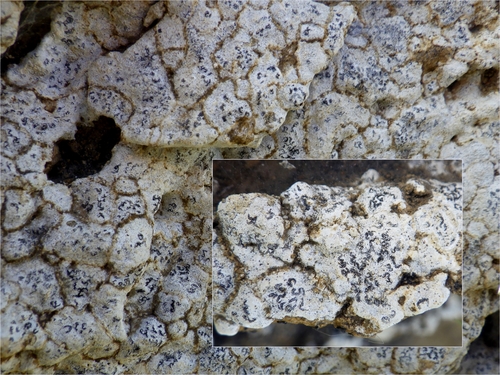 Representative image of Opegrapha durieui