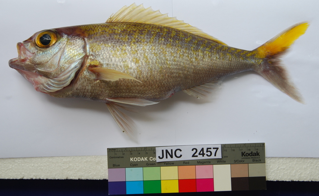 Goldflag Jobfish
