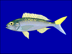 Goldflag Jobfish photo 2