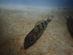 Goldflag Jobfish photo 3