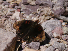 Junonia nigrosuffusa