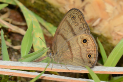 Hermeuptychia pimpla