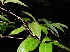 Eugenia latifolia