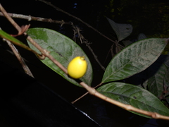Eugenia latifolia
