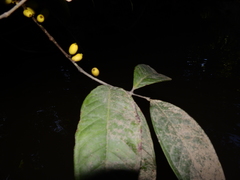 Eugenia latifolia