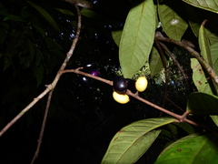 Eugenia latifolia