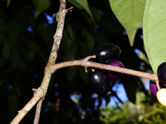 Eugenia latifolia