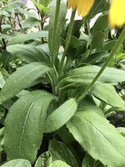 Rudbeckia hirta