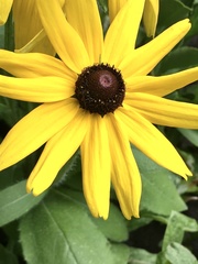 Rudbeckia hirta