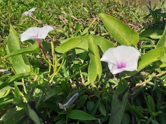 Ipomoea aquatica