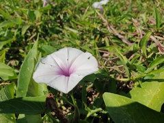 Ipomoea aquatica