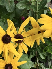 Rudbeckia hirta