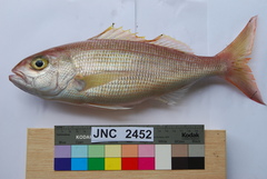 Crimson Jobfish photo 5