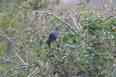 Columba vitiensis hypoenochroa