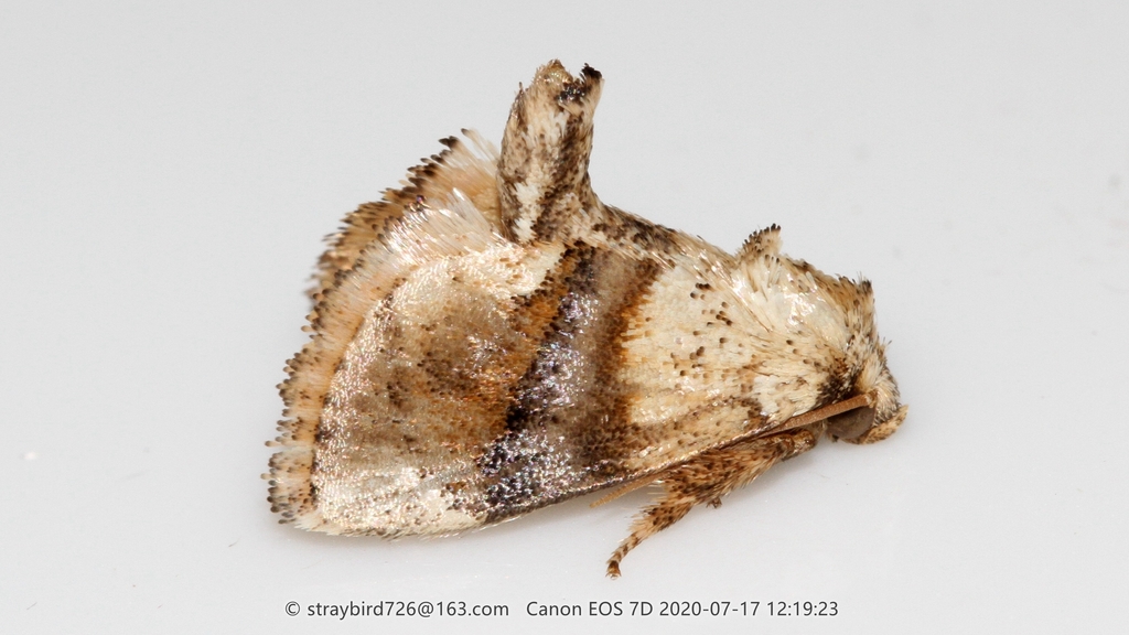 Caissa longisaccula