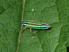 Sibovia taeniatifrons