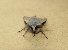 Perigrapha sellingi