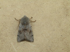 Perigrapha sellingi