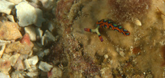 Thuridilla picta