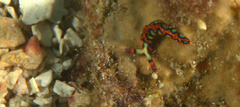Thuridilla picta