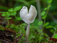 Helvella elastica albida