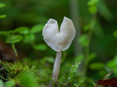 Helvella elastica albida