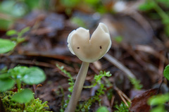 Helvella elastica albida