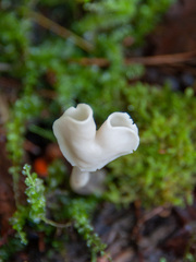 Helvella elastica albida