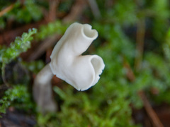 Helvella elastica albida
