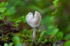 Helvella elastica albida