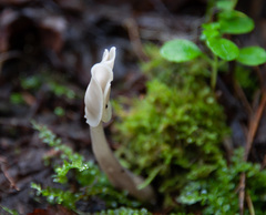 Helvella elastica albida