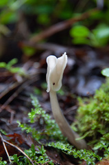 Helvella elastica albida