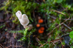 Helvella elastica albida