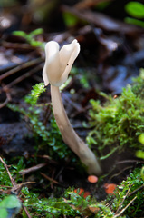 Helvella elastica albida