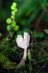 Helvella elastica albida