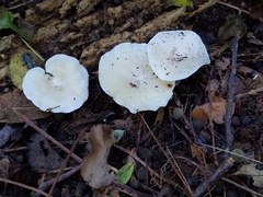 Clitocybe eccentrica