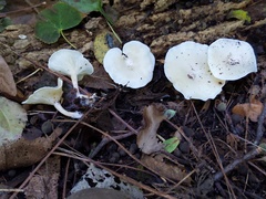 Clitocybe eccentrica